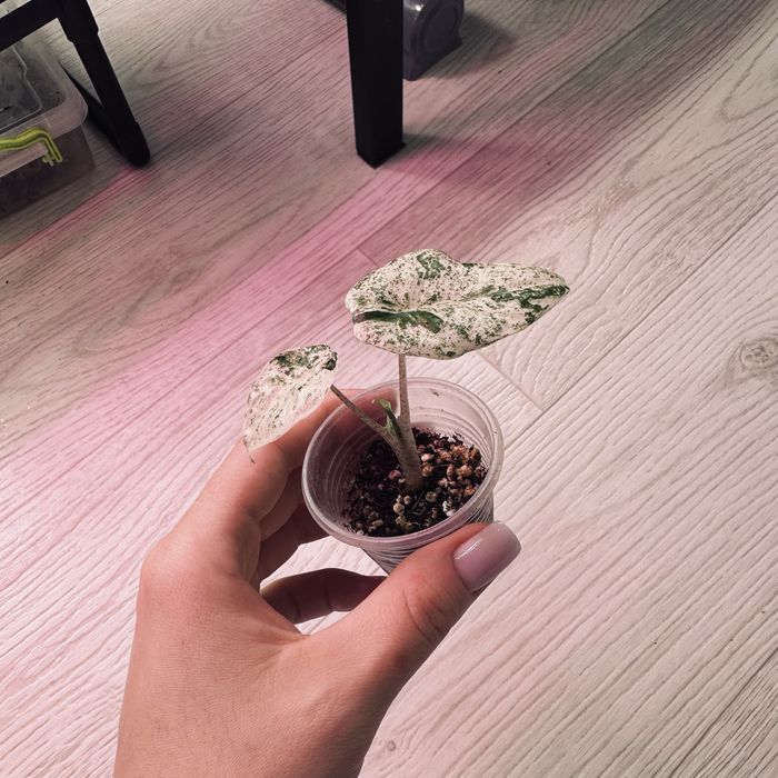 Алоказия  дітки різні сорти