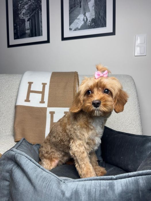 cavapoo szczeniak suczka