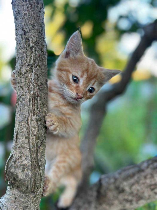 Кошенята (рижики)  безкоштовно