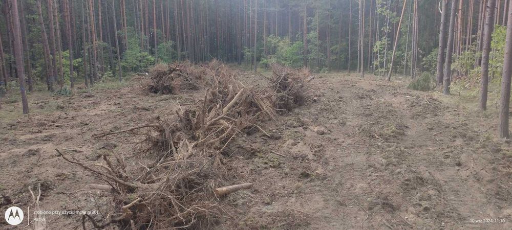 Wycinka  drzew Mulczowanie Czyszczenie działek