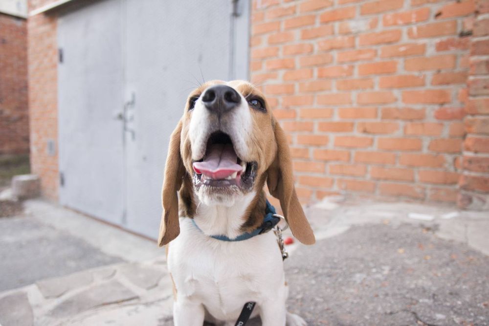 Вязка з біглем, дає дуже гарне потомство