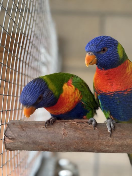 Casal loris molucanos 2025