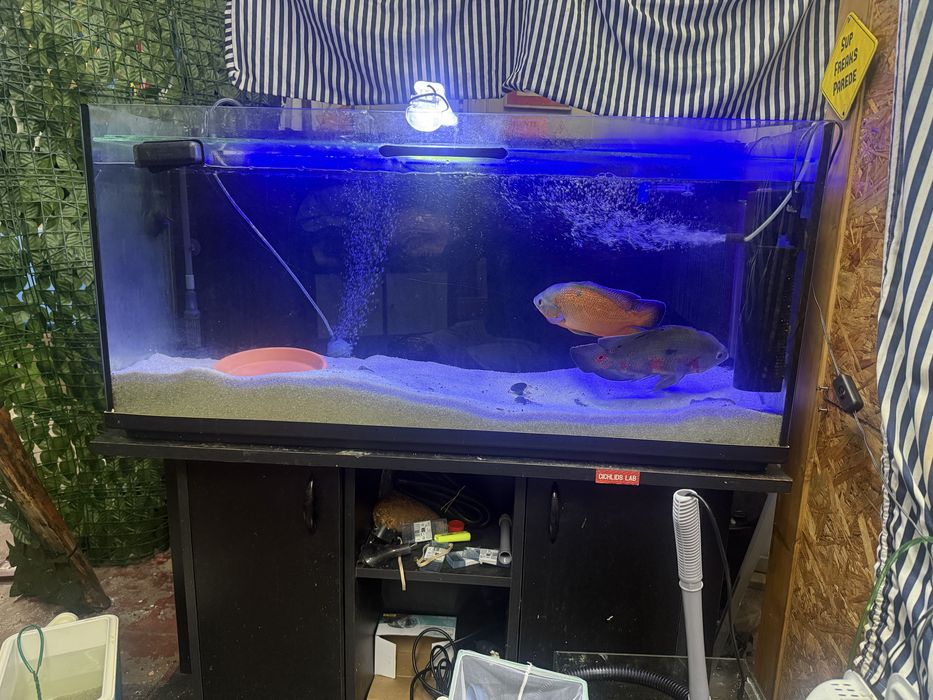 peixes Oscar adultos muito grandes ,  cerca de 28 cms,Casal formado