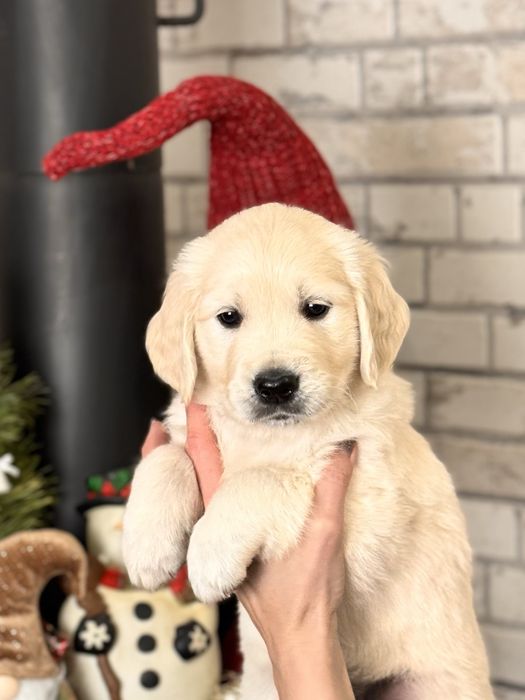 Золотистий ретривер.