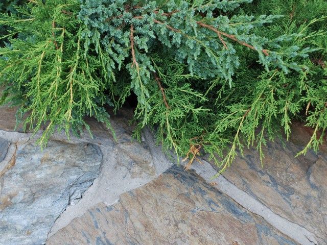 Łupek ścieżkowy, kamień na ścieżki, chodniki, alejki, tarasy, chodnik