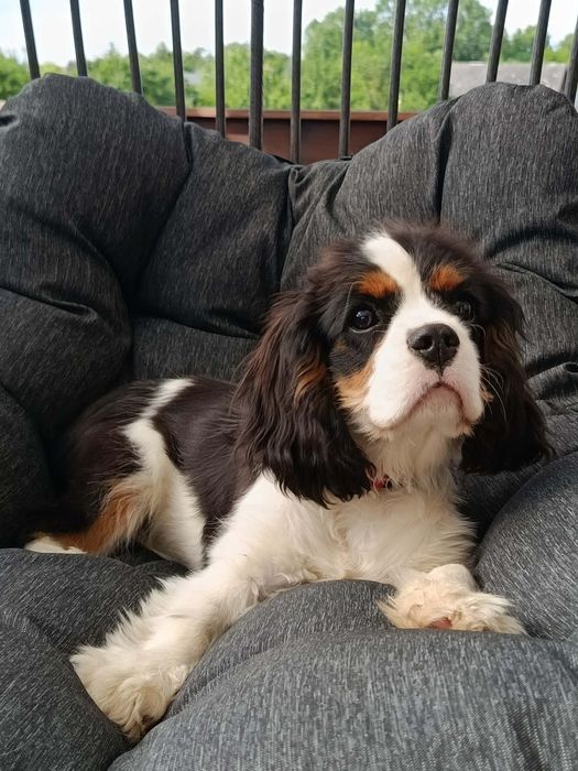 Cavalier King Charles Spaniel