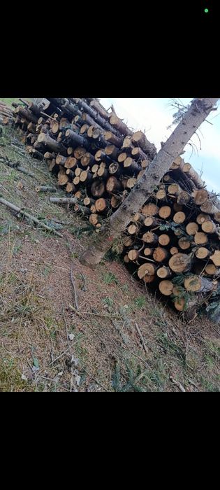 Drewno opałowe jodła kaukaska