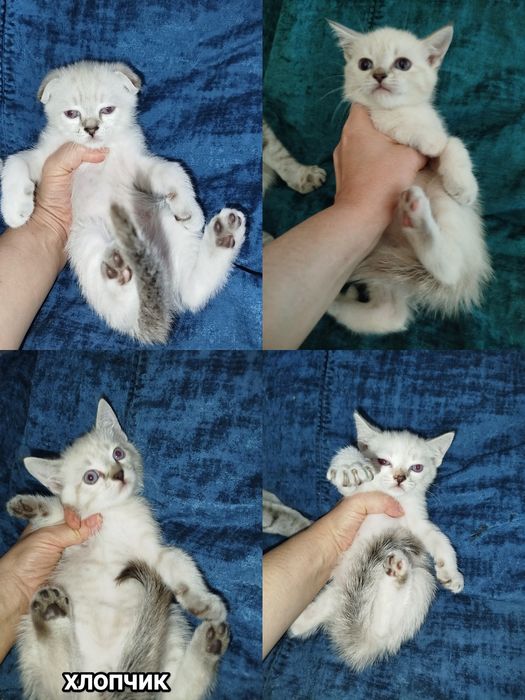 Котята срібна шиншила
