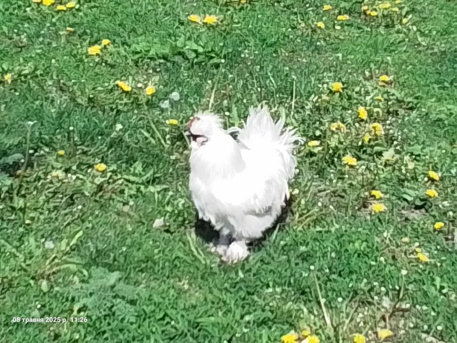 Півні китайської пухової