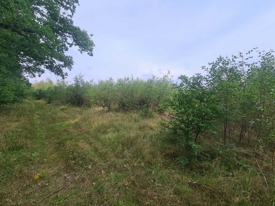 Działka przy lesie, Nowa Kopernia, 924m2, WZ, przyłącze prądu