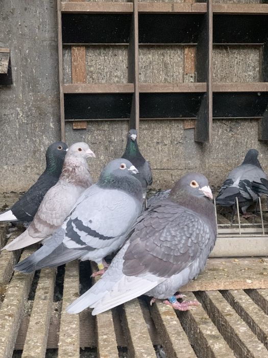 Gołębie Pocztowe