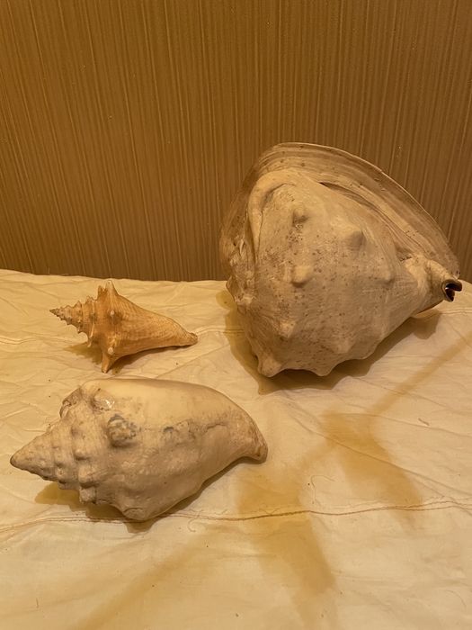 Ракушки 3 вида