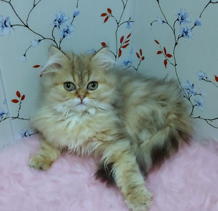 Шотландський котик