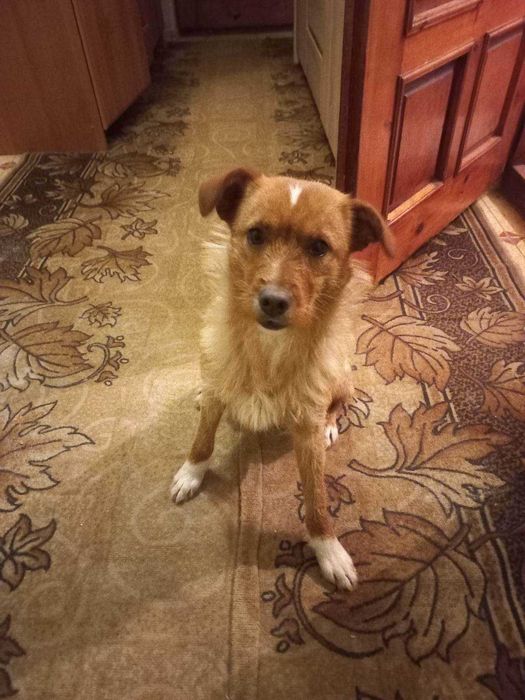 Віддамо цуценя в хороші руки