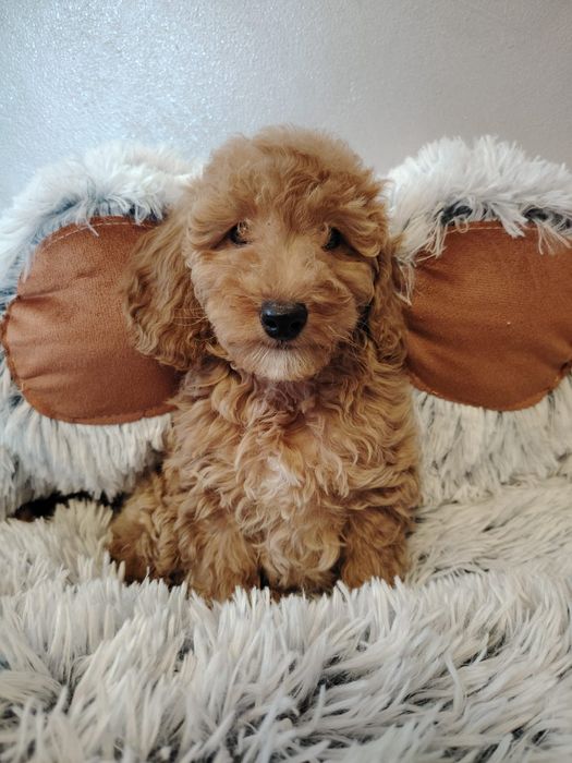 Pudel miniaturowy-chlopczyk