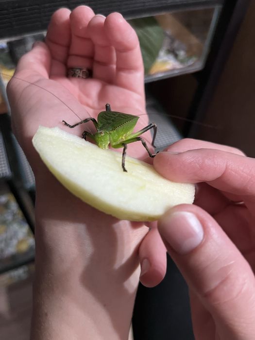 Pasikonik kapturowy Siliquofera grandis nie straszyk