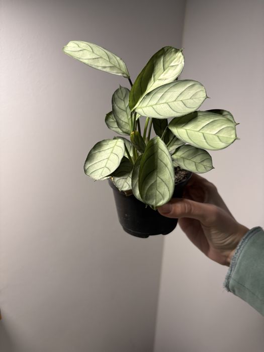 Ctenanthe Burle-marxii