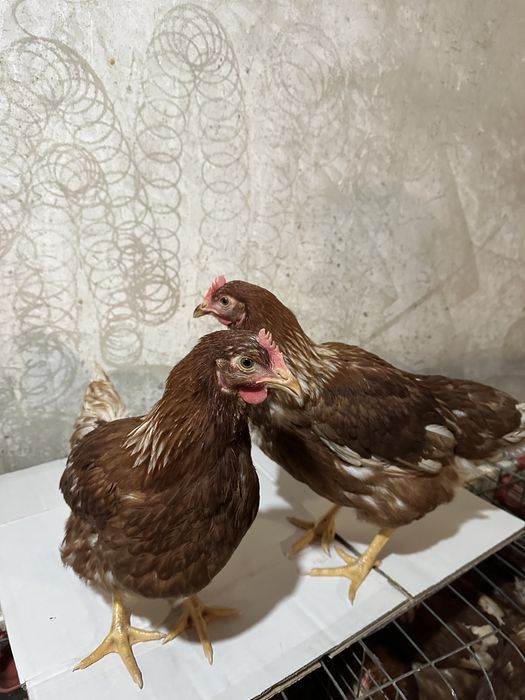 Несучка Ломан Браун