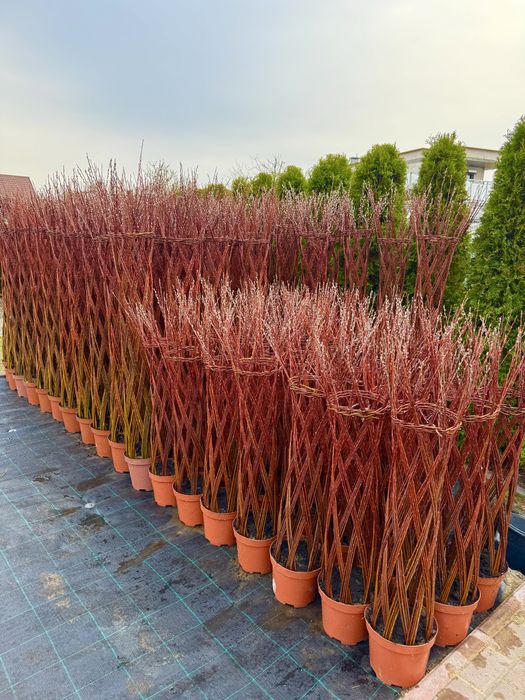 Wierzba pleciona 110-120cm / 170-180cm