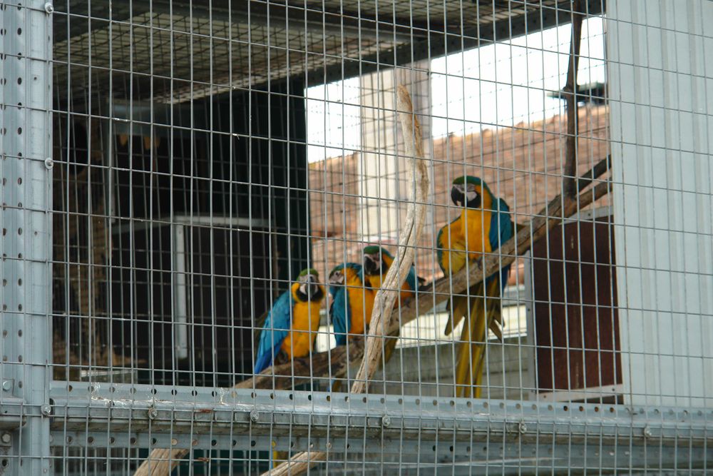 Ara Ararauna  azul e amarela