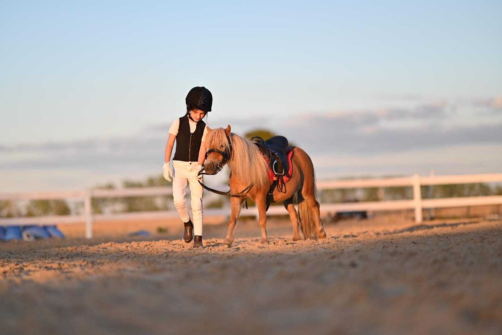 Klacz szetlandzka Fantazja, paszport IMNO