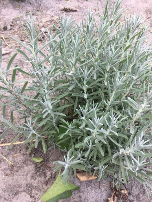 Лаванда, вівсяниця, гейхера, юкка, гвоздика, чистець