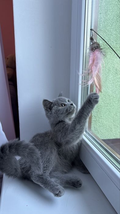 Британське короткошерстне кошеня