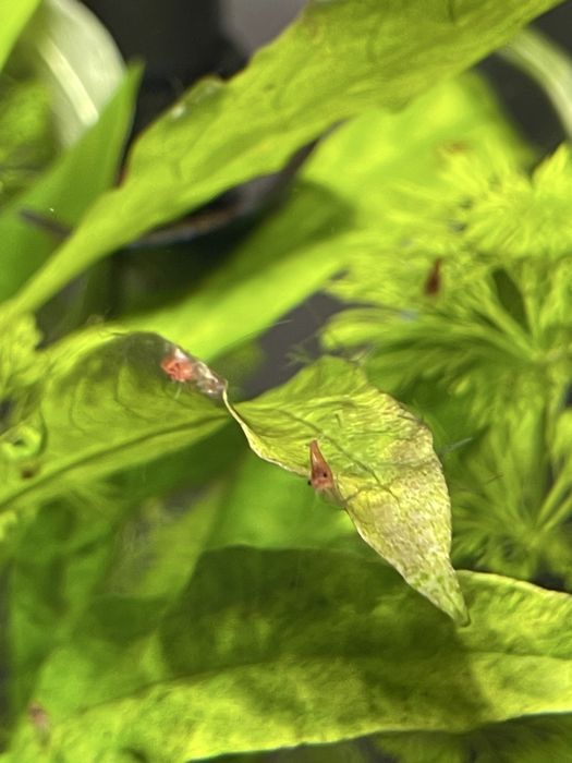 Krewetki red cherry