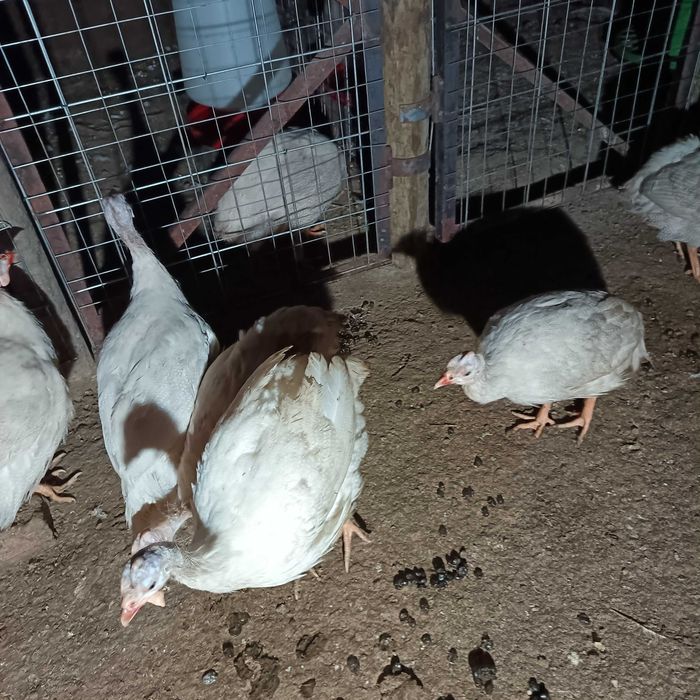 Ovos férteis de fraca branca / galinha de Angola / tenho fracas novas