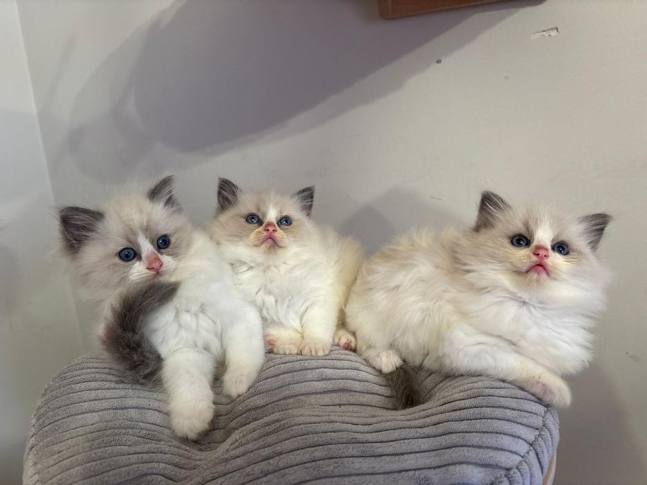 Ragdoll Felinoterapia Piękny Kot FIFE FPL