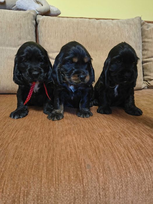 cocker spaniel angielski piękny piesek