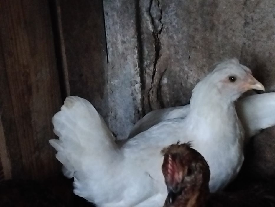 Garnisés  de 3meses  e também  2meses