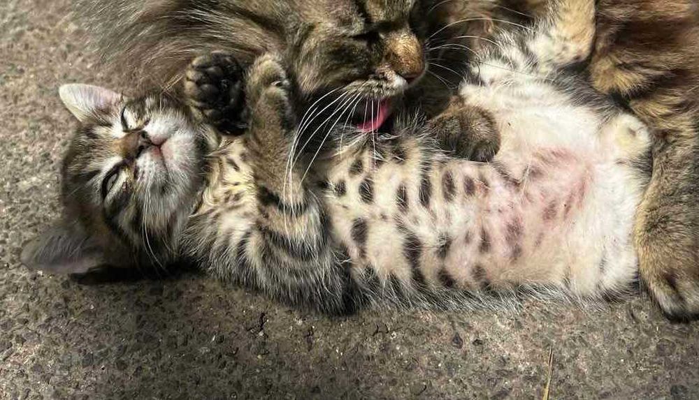 Кошенята безкоштовно
