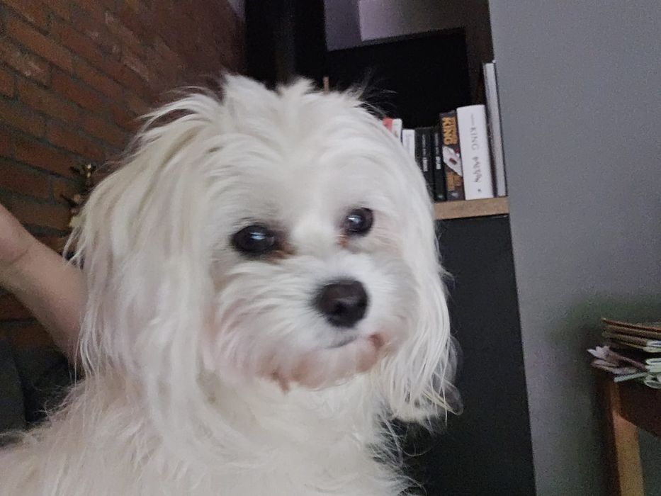 Maltipo & maltańczyk pudel Toy