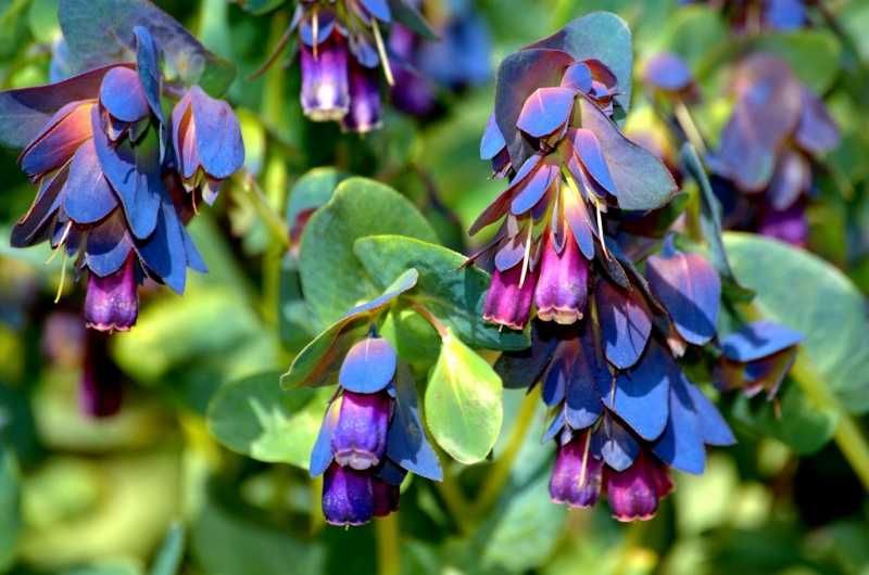 5 Sementes de Orgulho de Gibraltar - Cerinthe major