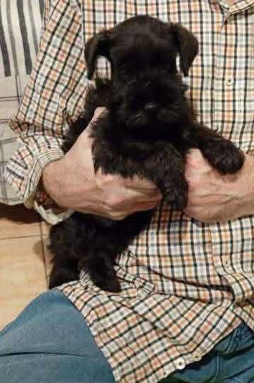 Sznaucer miniaturowy czarny (FCI)