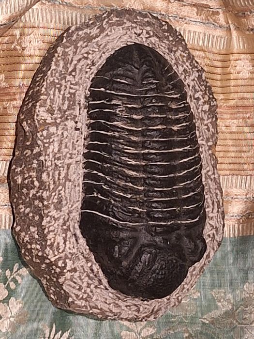 Fóssil de Trilobite (Espécie Phacops) – Exemplar de Coleção