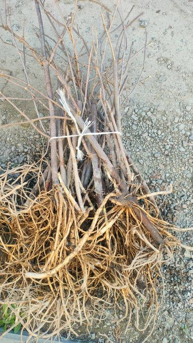 Sadzonki bzu czarnego SAMPO