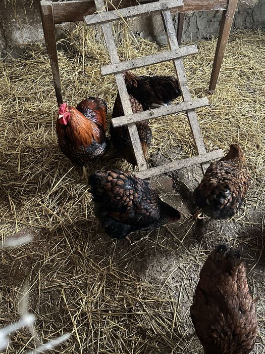 Віандот чорне золото