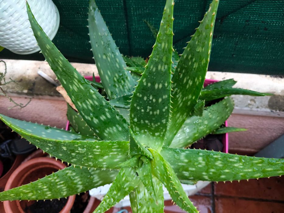 Aloés suculentas
