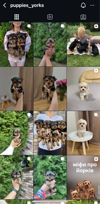 Йорк дівчинка — лагідна та розумна