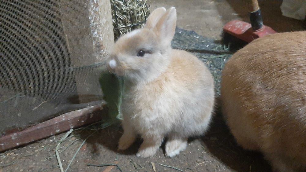 Coelho Angorá anão