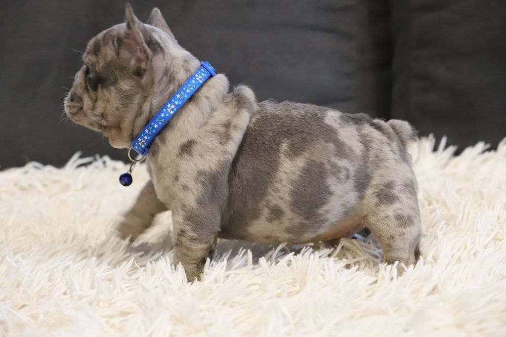 Французский бульдог мальчик голубой