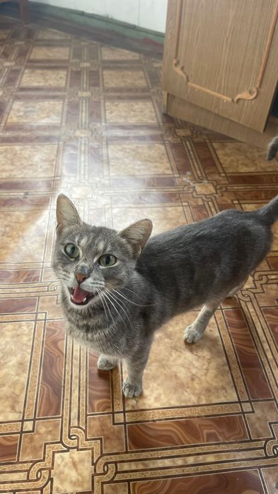 Шукаємо дім Стерилізована кішка