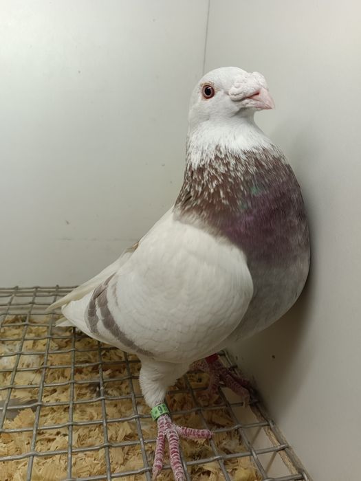 Gołębie Staropolskie