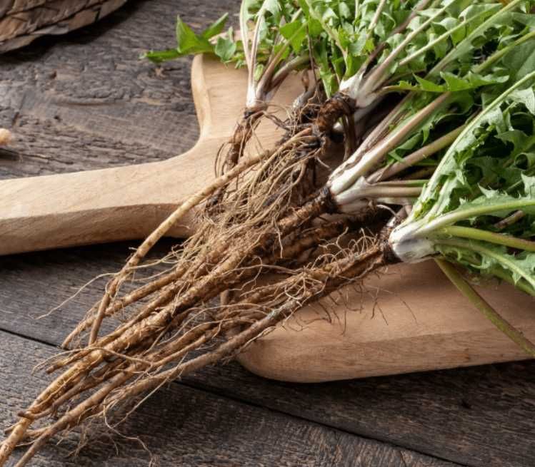 korzeń mniszka, mniszek lekarski, surowy 1kg