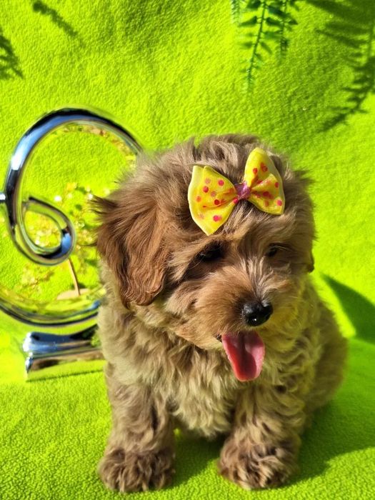 Дуже мила дівчинка Мальтипу, є паспорт, зроблено усі прививки за віком