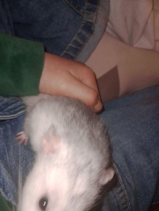 Dwa szczury chłopaki