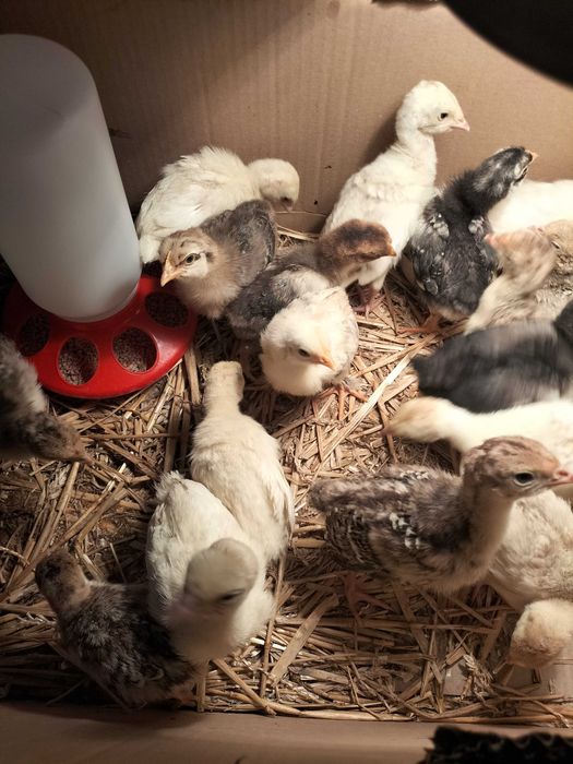 Indyki pisklęta staropolskie.