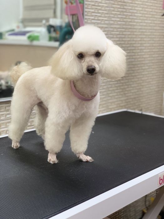 Той пудель в'язка